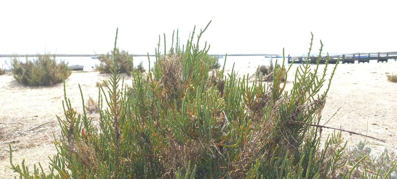 Casa Do Pinheiro - Parque Natural Da Ria Formosa. Тавира Экстерьер фото